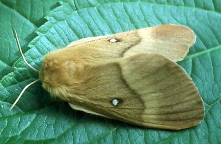 Oak Eggar Lasiocampa quercus