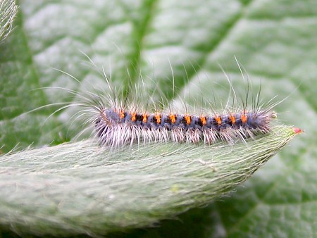 Oak Eggar Lasiocampa quercus