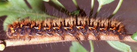 Oak Eggar Lasiocampa quercus