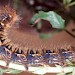 Fourth instar larva • Found on Vaccinium myrtillus on a Derbyshire Moor • © Ian Smith