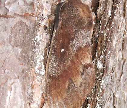 Dendrolimus pini