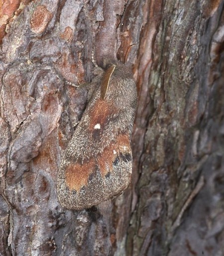 Pine-tree Lappet Dendrolimus pini