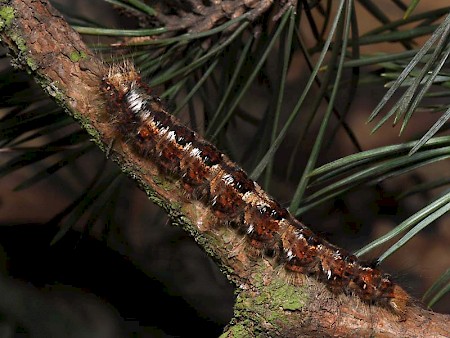 Pine-tree Lappet Dendrolimus pini