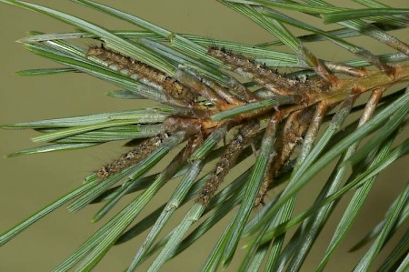 Pine-tree Lappet Dendrolimus pini