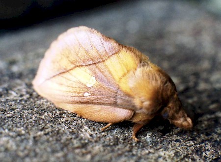 The Drinker Euthrix potatoria