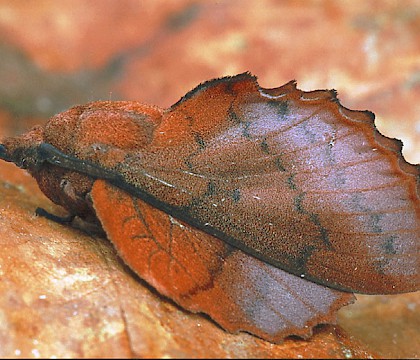 Gastropacha quercifolia