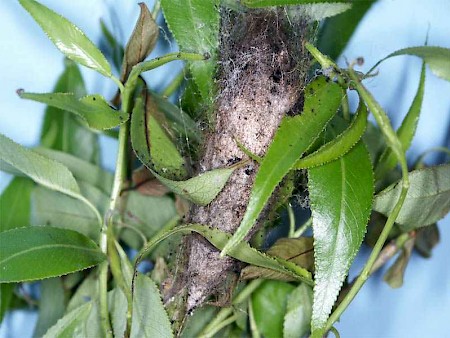 The Lappet Gastropacha quercifolia