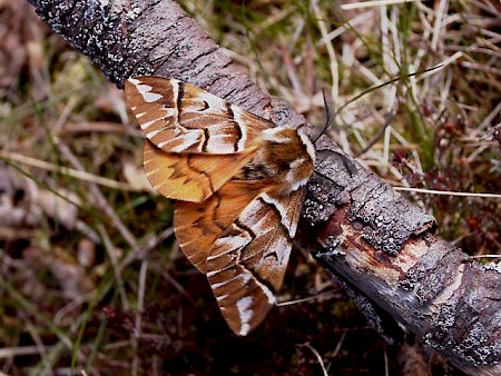 Kentish Glory Endromis versicolora