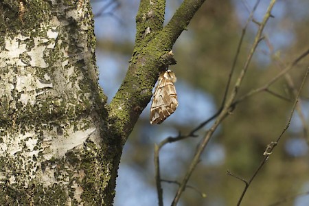 Kentish Glory Endromis versicolora