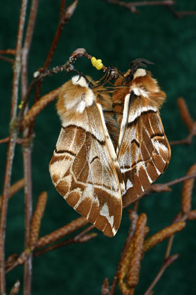 Kentish Glory Endromis versicolora