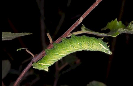 Kentish Glory Endromis versicolora