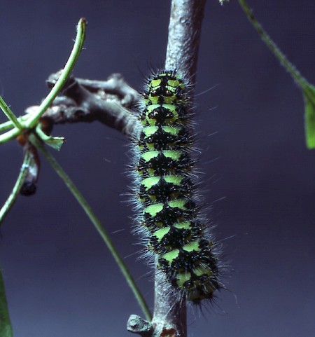 Emperor Moth Saturnia pavonia