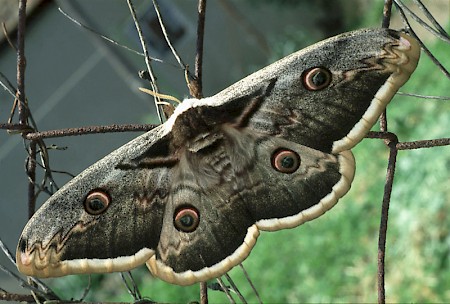 Great Peacock Saturnia pyri