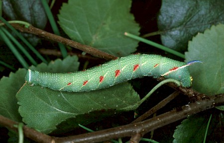 Lime Hawk-moth Mimas tiliae