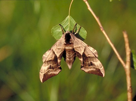 Eyed Hawk-moth Smerinthus ocellata