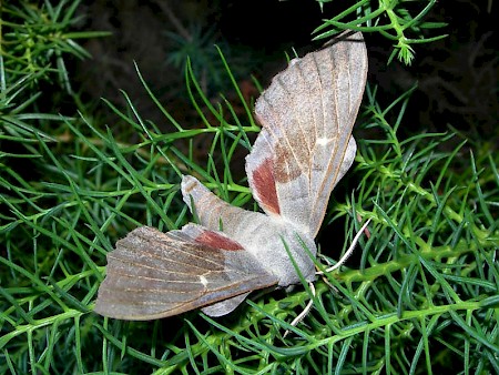 Poplar Hawk-moth Laothoe populi