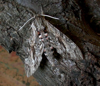 Adult &bull; Spurn, Humberside &bull; &copy; Peter Tilley