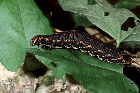 Convolvulus Hawk-moth Agrius convolvuli