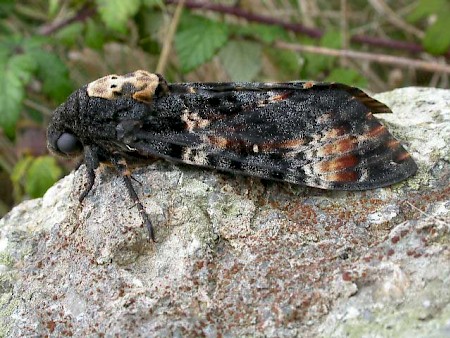 Death's-head Hawk-moth Acherontia atropos