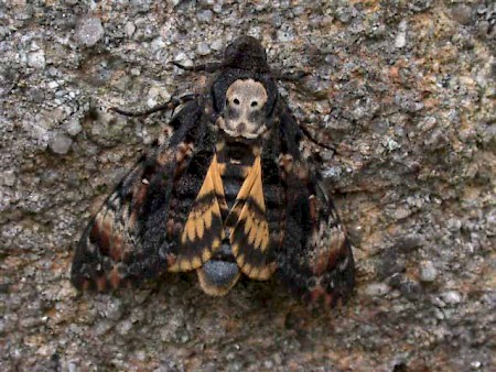 Death's-head Hawk-moth Acherontia atropos