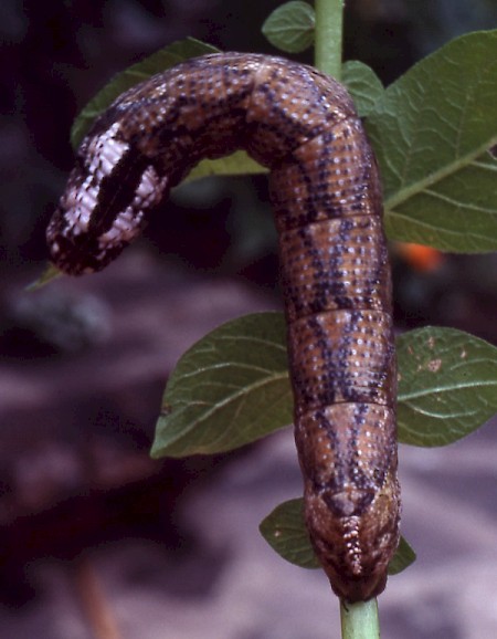 Death's-head Hawk-moth Acherontia atropos