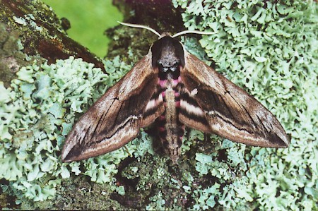 Privet Hawk-moth Sphinx ligustri