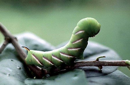 Privet Hawk-moth Sphinx ligustri