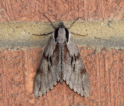 Adult &bull; Brandon, Suffolk &bull; &copy; Dave Goodwin