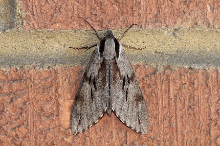 Pine Hawk-moth Sphinx pinastri