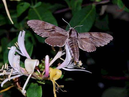 Pine Hawk-moth Sphinx pinastri