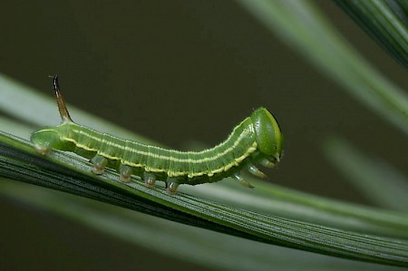 Pine Hawk-moth Sphinx pinastri