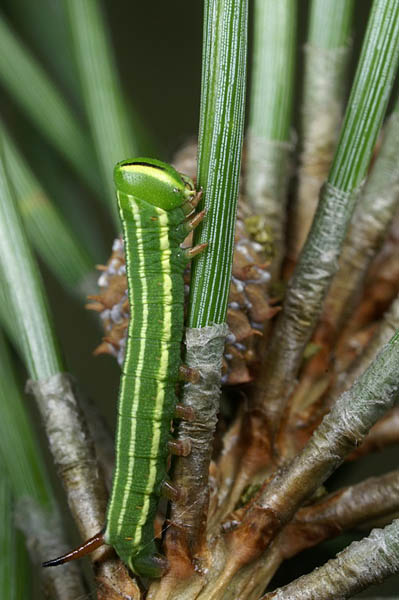 Pine Hawk-moth Sphinx pinastri