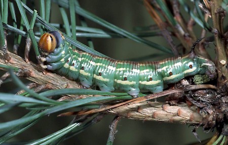 Pine Hawk-moth Sphinx pinastri