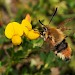 Adult • Powerstock Common, Dorset • © Mark V Pike