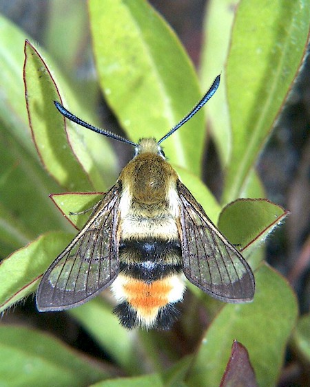 Narrow-bordered Bee Hawk-moth Hemaris tityus