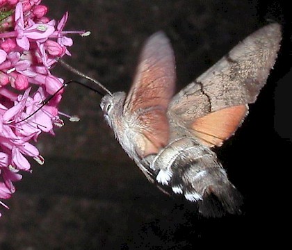 Adult &bull; &copy; Stephen Foster