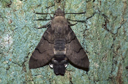 Hummingbird Hawk-moth Macroglossum stellatarum