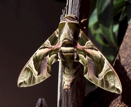 Oleander Hawk-moth Daphnis nerii