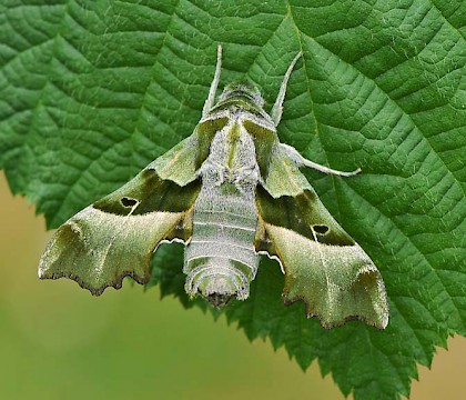 Adult &bull; France &bull; &copy; Pete Withers