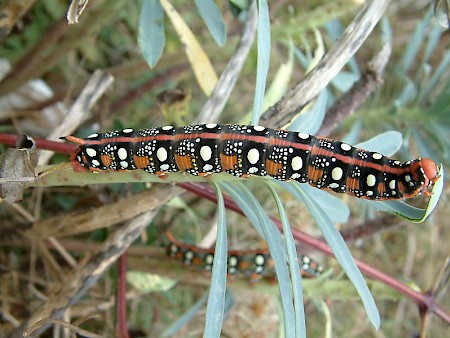 Spurge Hawk-moth Hyles euphorbiae