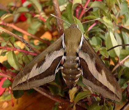 Adult &bull; Isle of Man &bull; &copy; Les Kneale