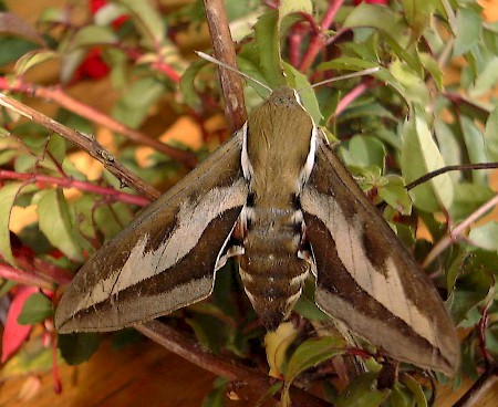 Bedstraw Hawk-moth Hyles gallii