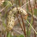 Larva • Holkham Dunes, Norfolk. July. • © Mike Toms