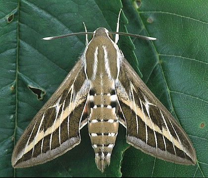 Adult &bull; Dorset &bull; &copy; Paul Harris