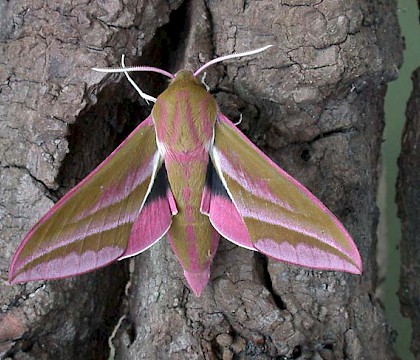Adult &bull; Littleborough, Lancashire &bull; &copy; Ian Kimber