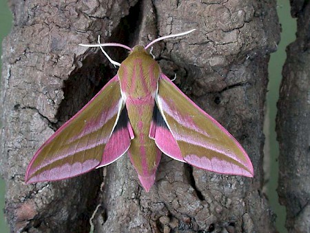 Elephant Hawk-moth Deilephila elpenor