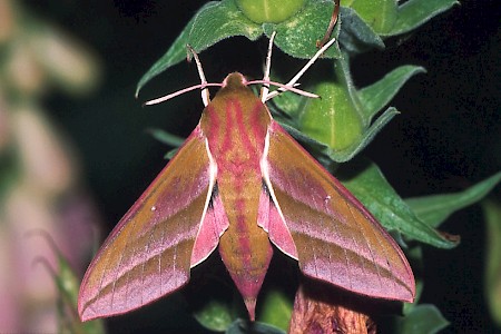 Elephant Hawk-moth Deilephila elpenor