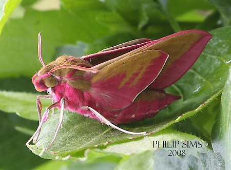 Elephant Hawk-moth Deilephila elpenor