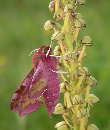 Small Elephant Hawk-moth Deilephila porcellus