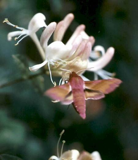 Small Elephant Hawk-moth Deilephila porcellus